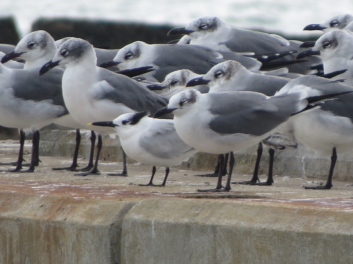 サンドイッチアジサシ - ML646134108