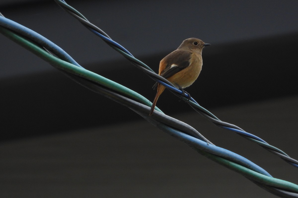 ジョウビタキ - ML646134109