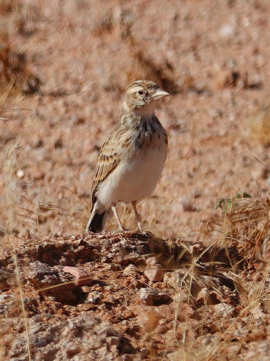 コユビシトドコヒバリ - ML646134110