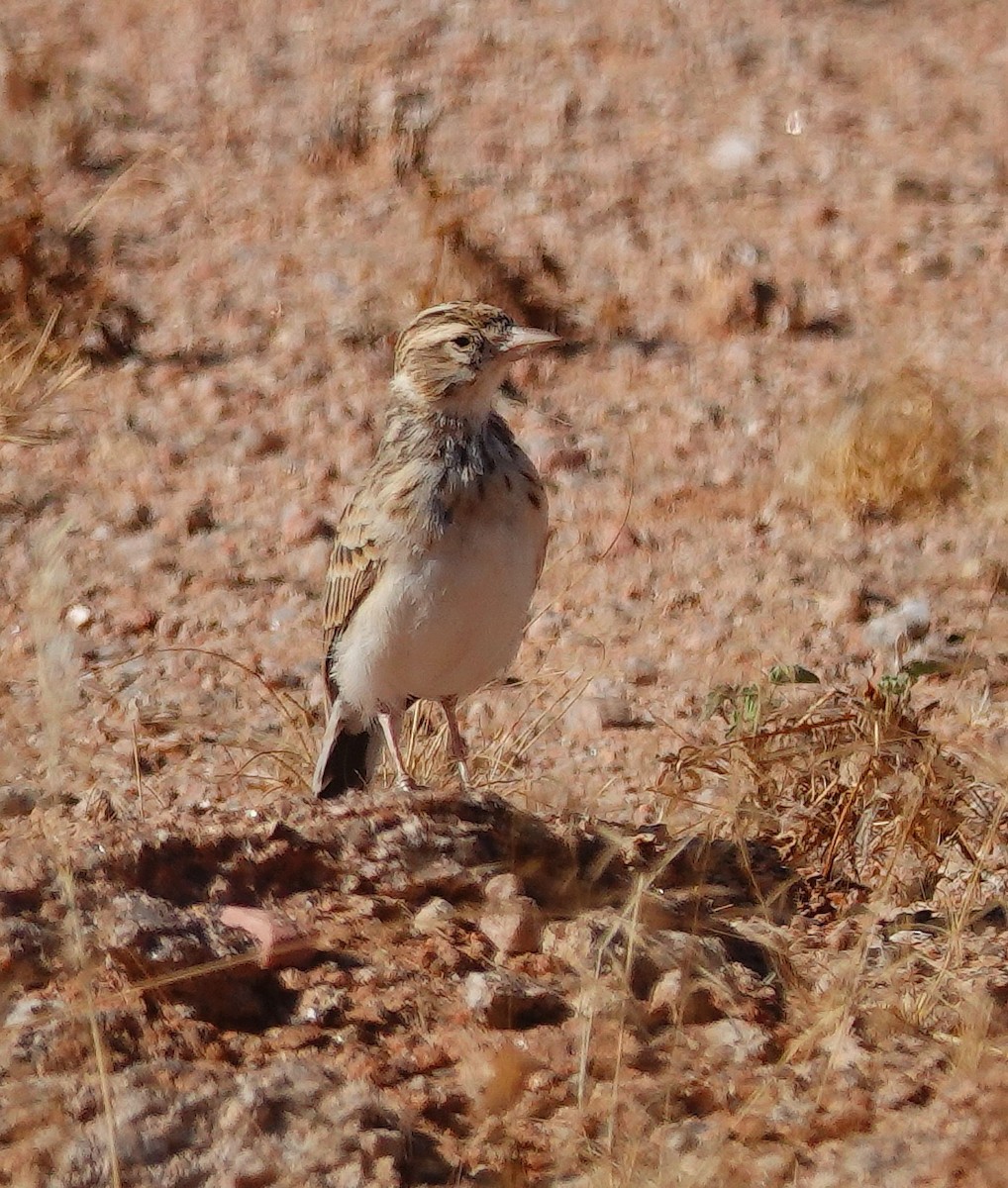 コユビシトドコヒバリ - ML646134111