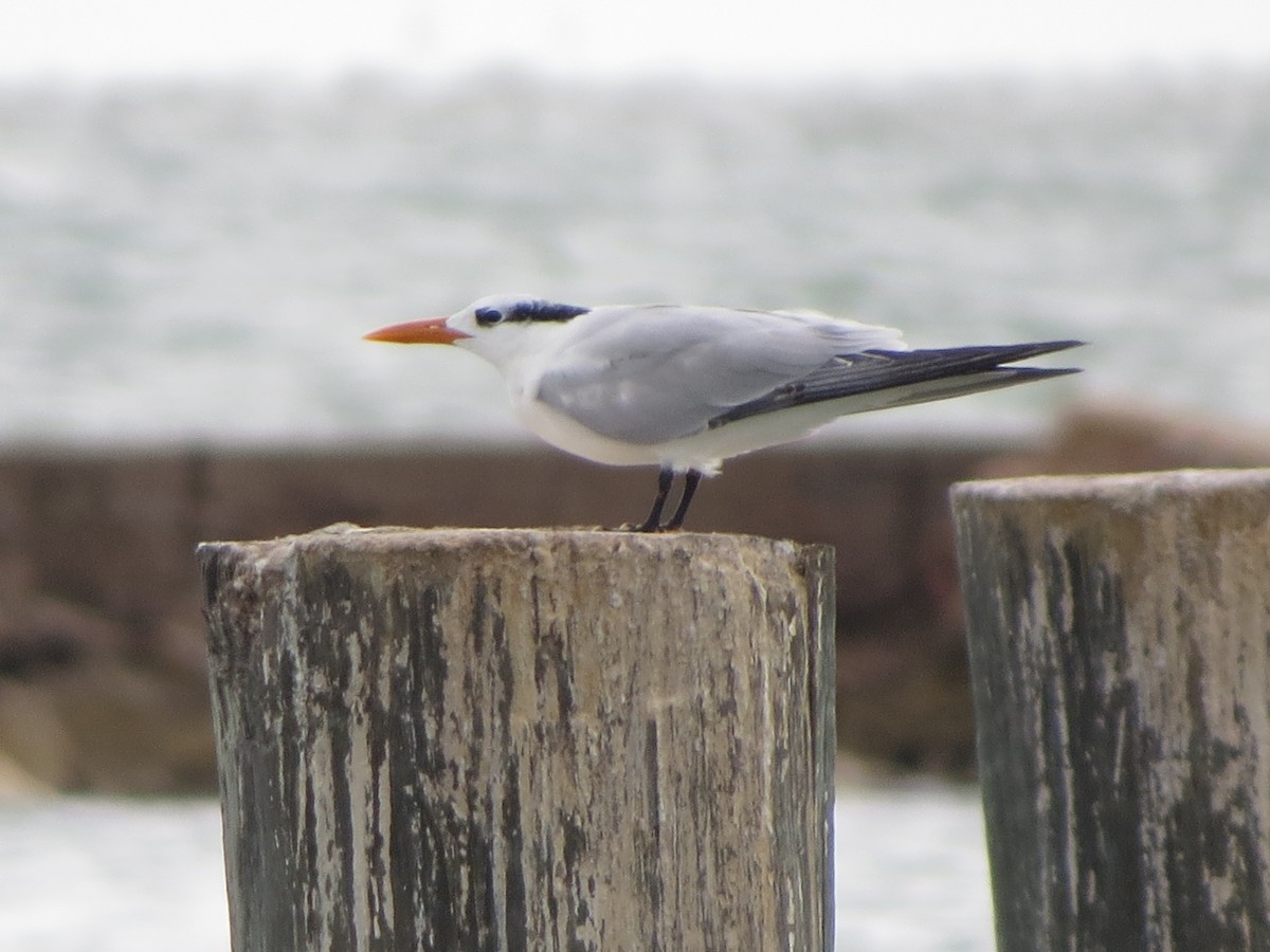 アメリカオオアジサシ - ML646134112