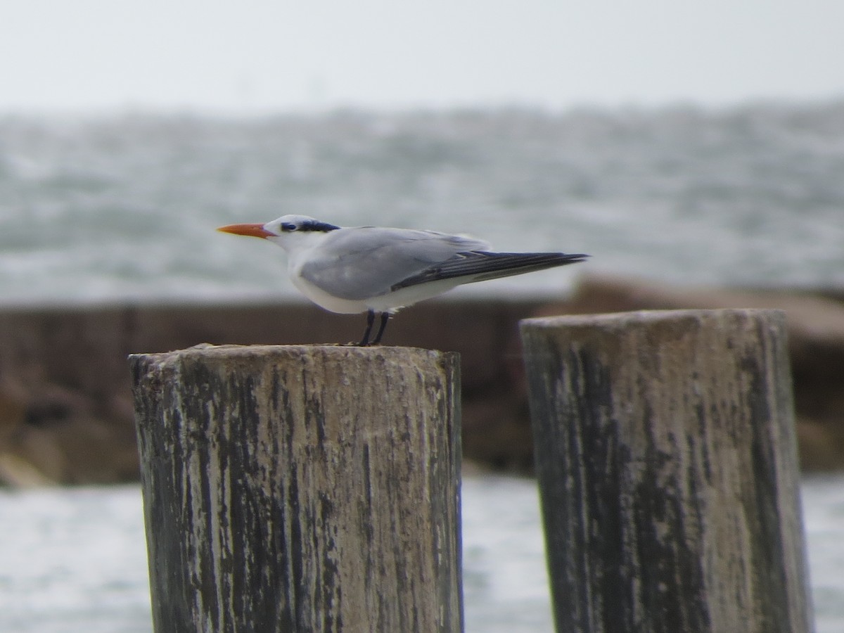 アメリカオオアジサシ - ML646134113