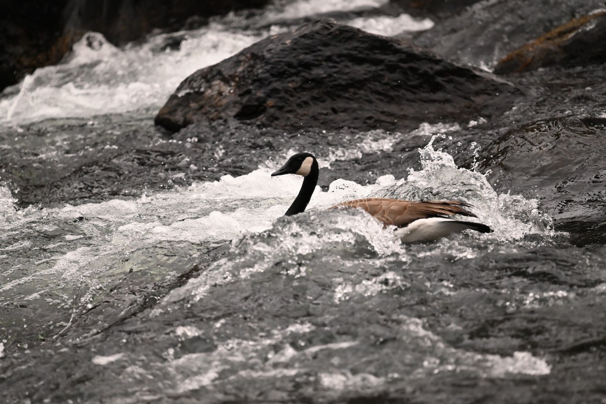 カナダガン - ML646134114