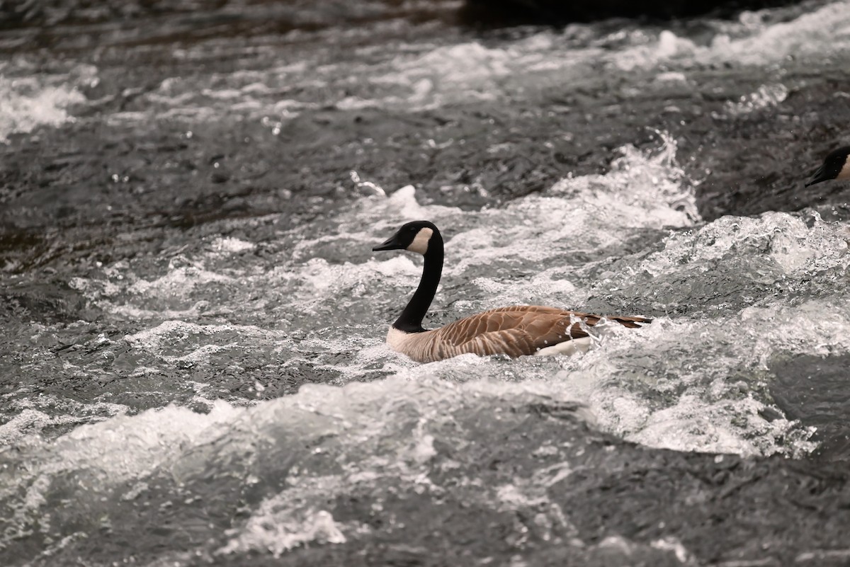 カナダガン - ML646134115