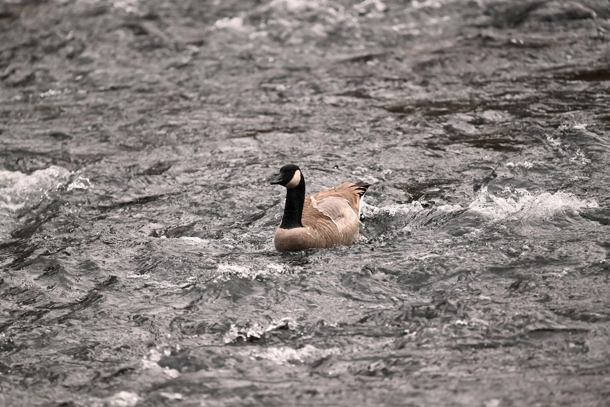 カナダガン - ML646134116