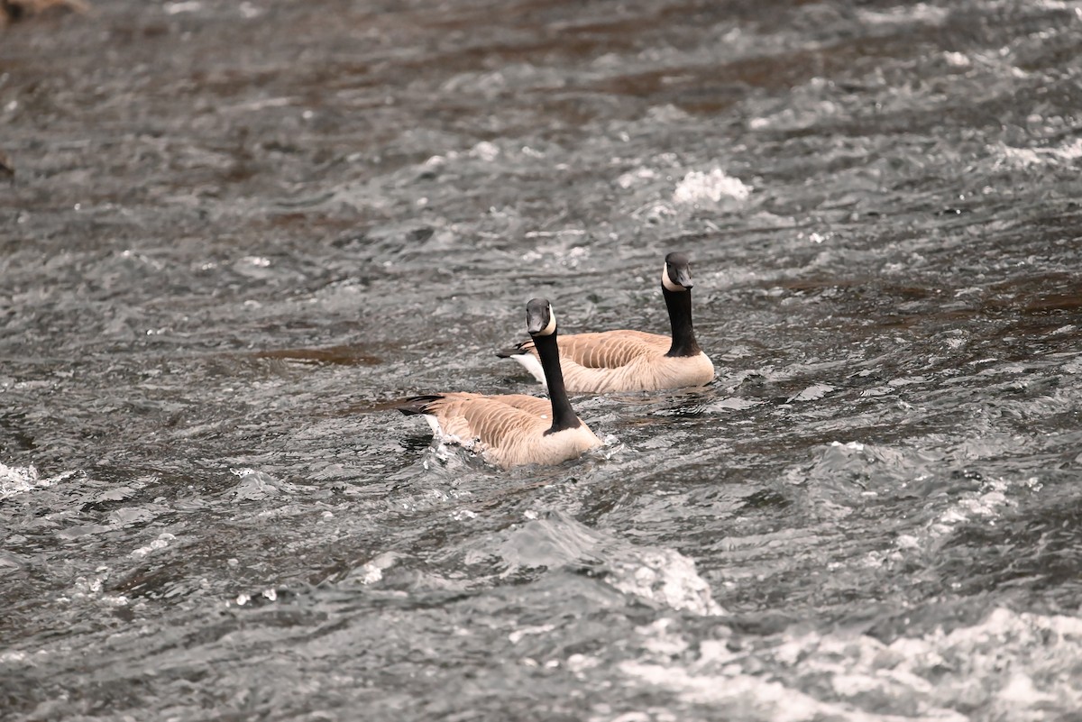 カナダガン - ML646134117