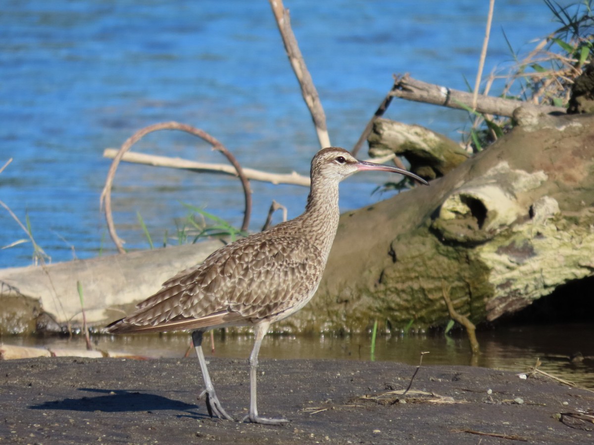 Hudsonian Whimbrel - ML646134118