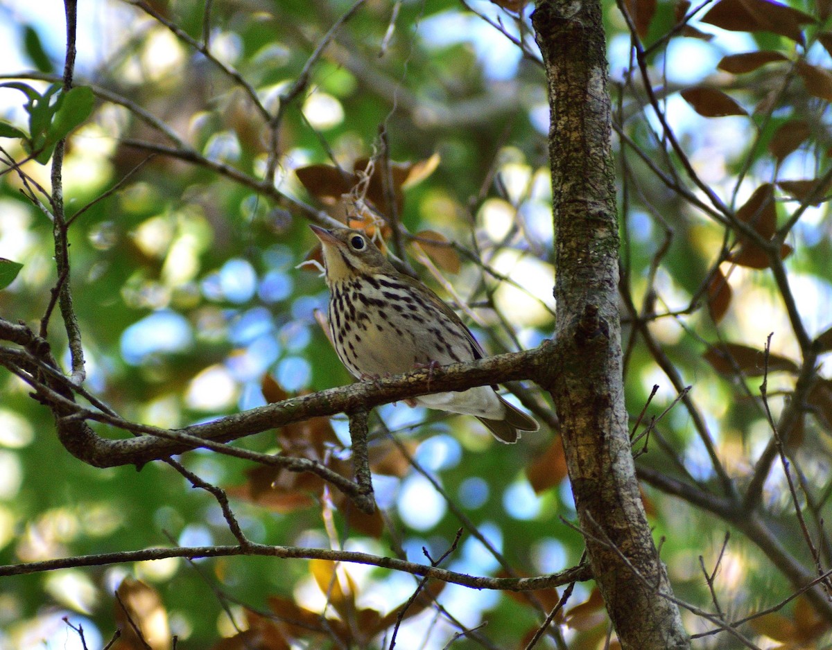 Ovenbird - ML646134119