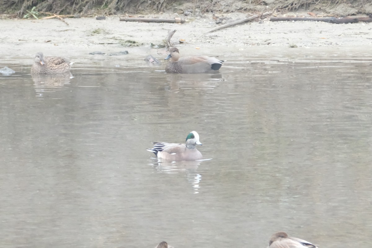 American Wigeon - ML646134128
