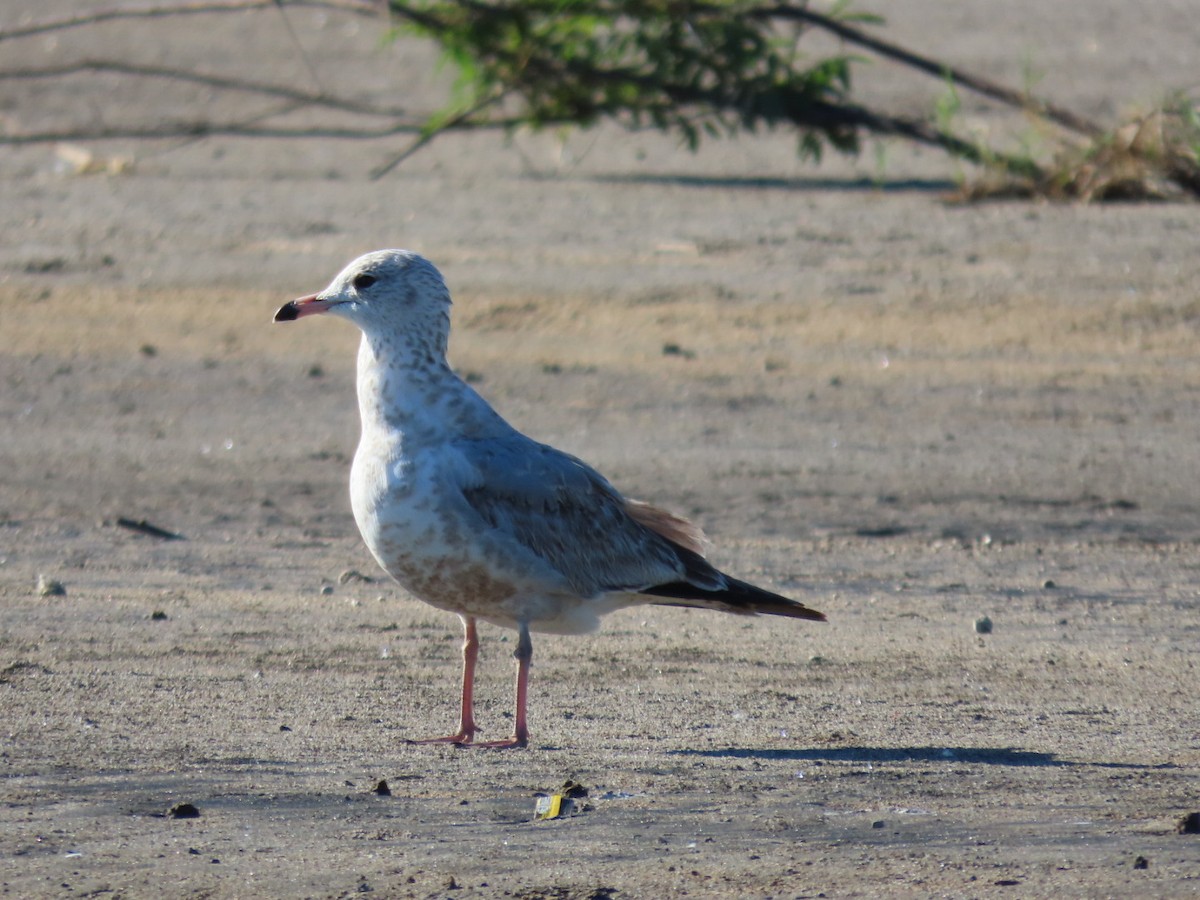 American Herring Gull - ML646134136