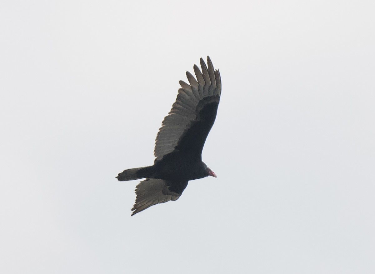 Turkey Vulture - ML646134137