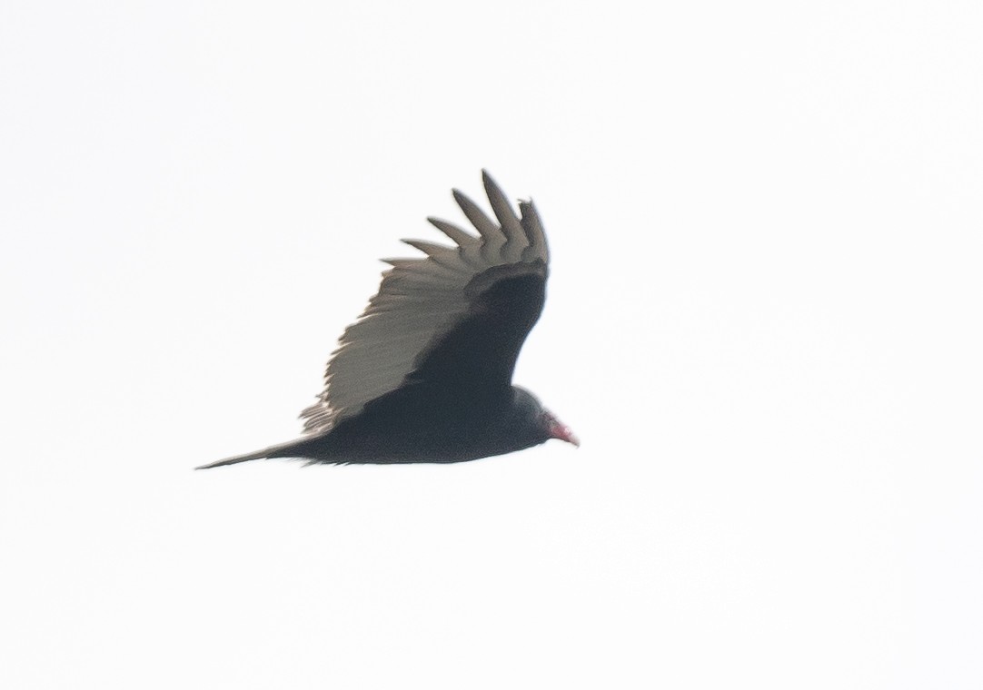 Turkey Vulture - ML646134138