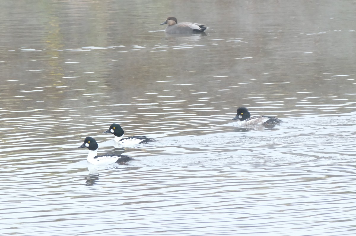 Common Goldeneye - ML646134146