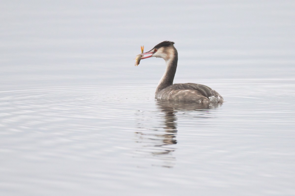 Great Crested Grebe - ML646134169