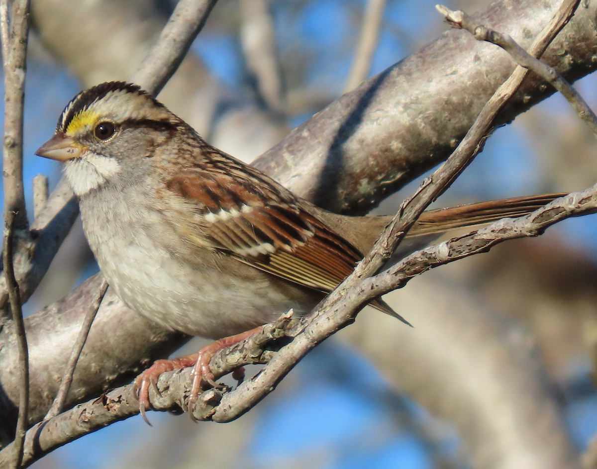 White-throated Sparrow - ML646134174