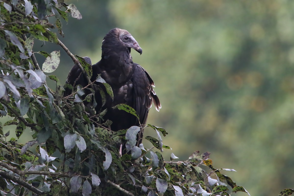 Turkey Vulture - ML646134178