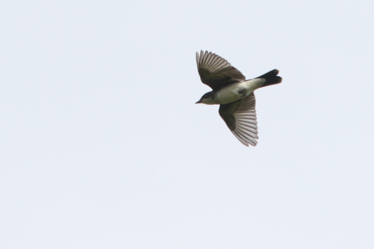 Tirano Oriental - ML646134183