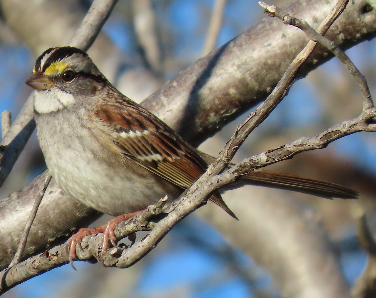 White-throated Sparrow - ML646134188