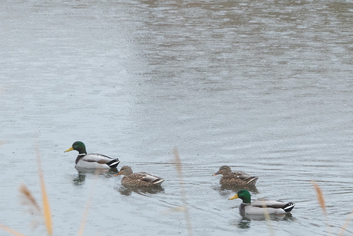 Mallard - ML646134205