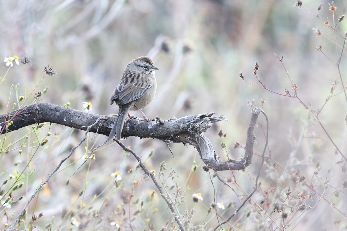 Oaxaca Sparrow - ML646134209