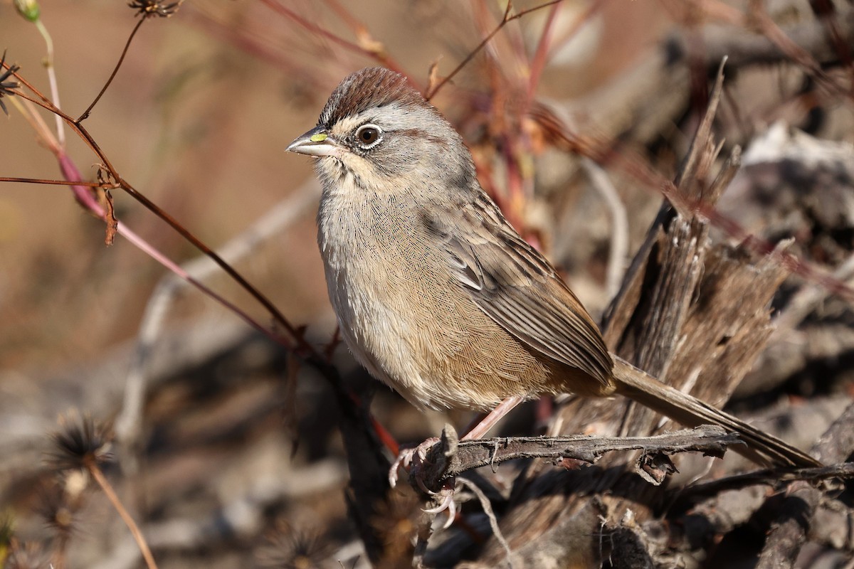 Oaxaca Sparrow - ML646134210