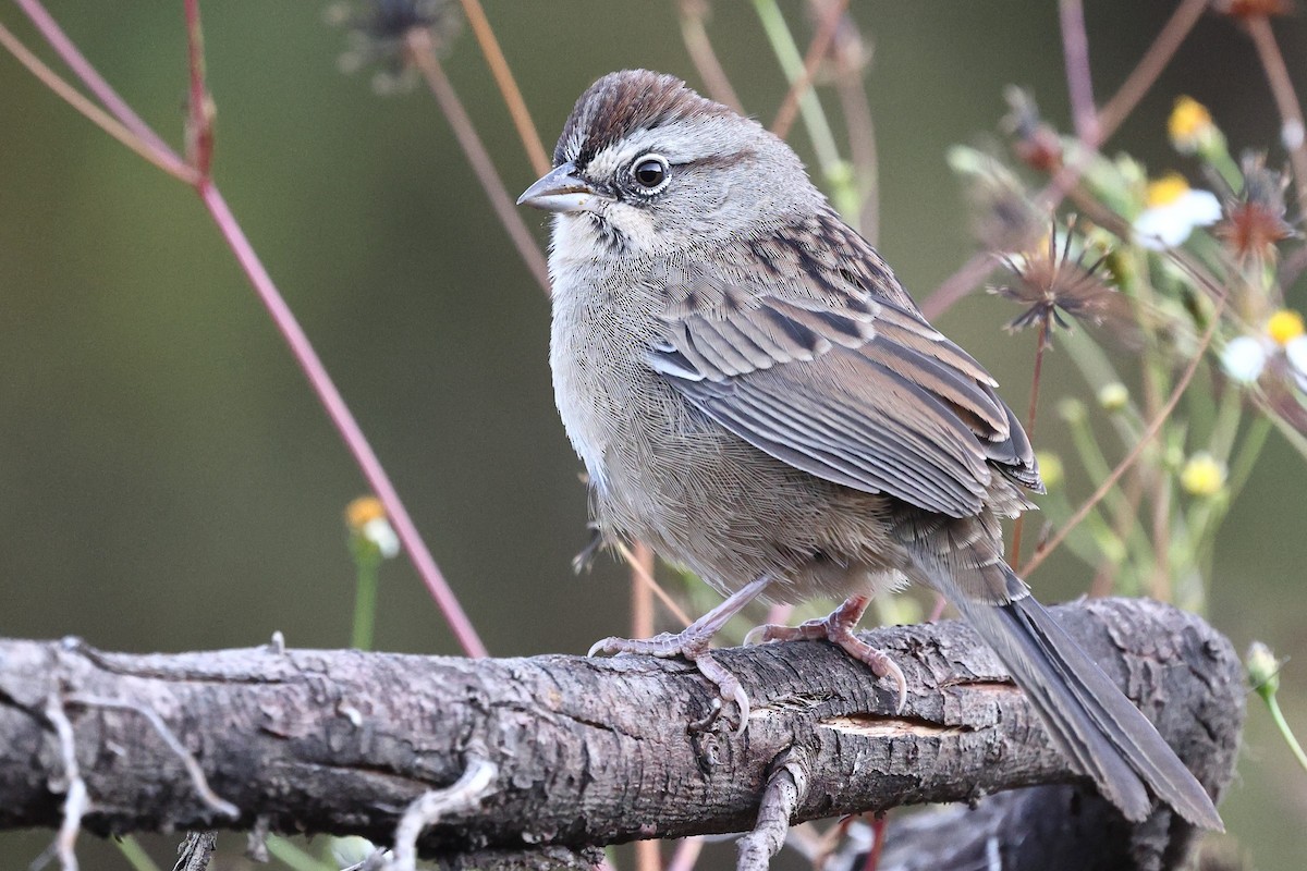 Oaxaca Sparrow - ML646134212