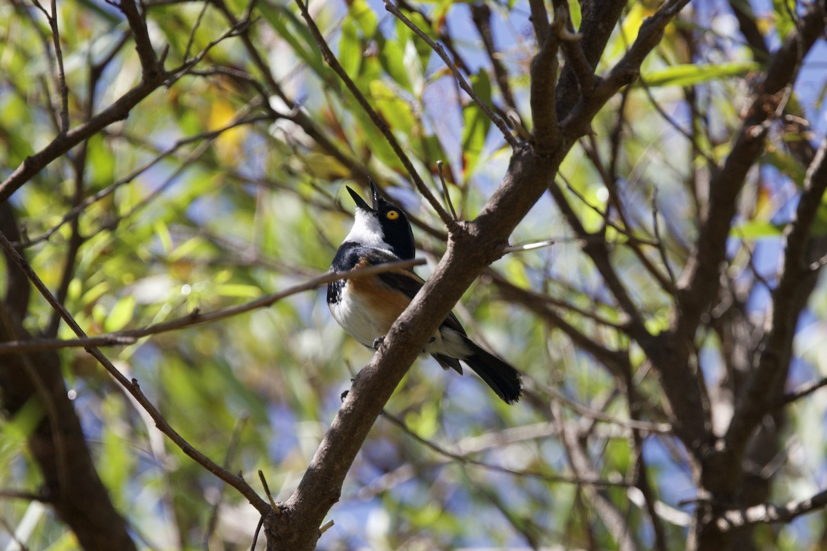 Cape Batis - ML646134213