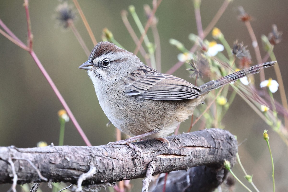 Oaxaca Sparrow - ML646134214