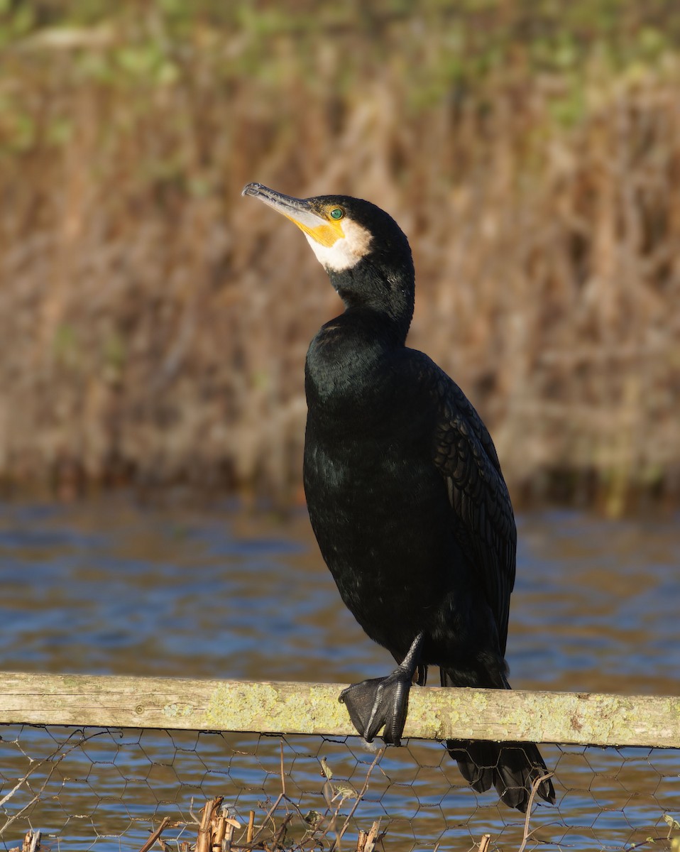 Great Cormorant - ML646134224