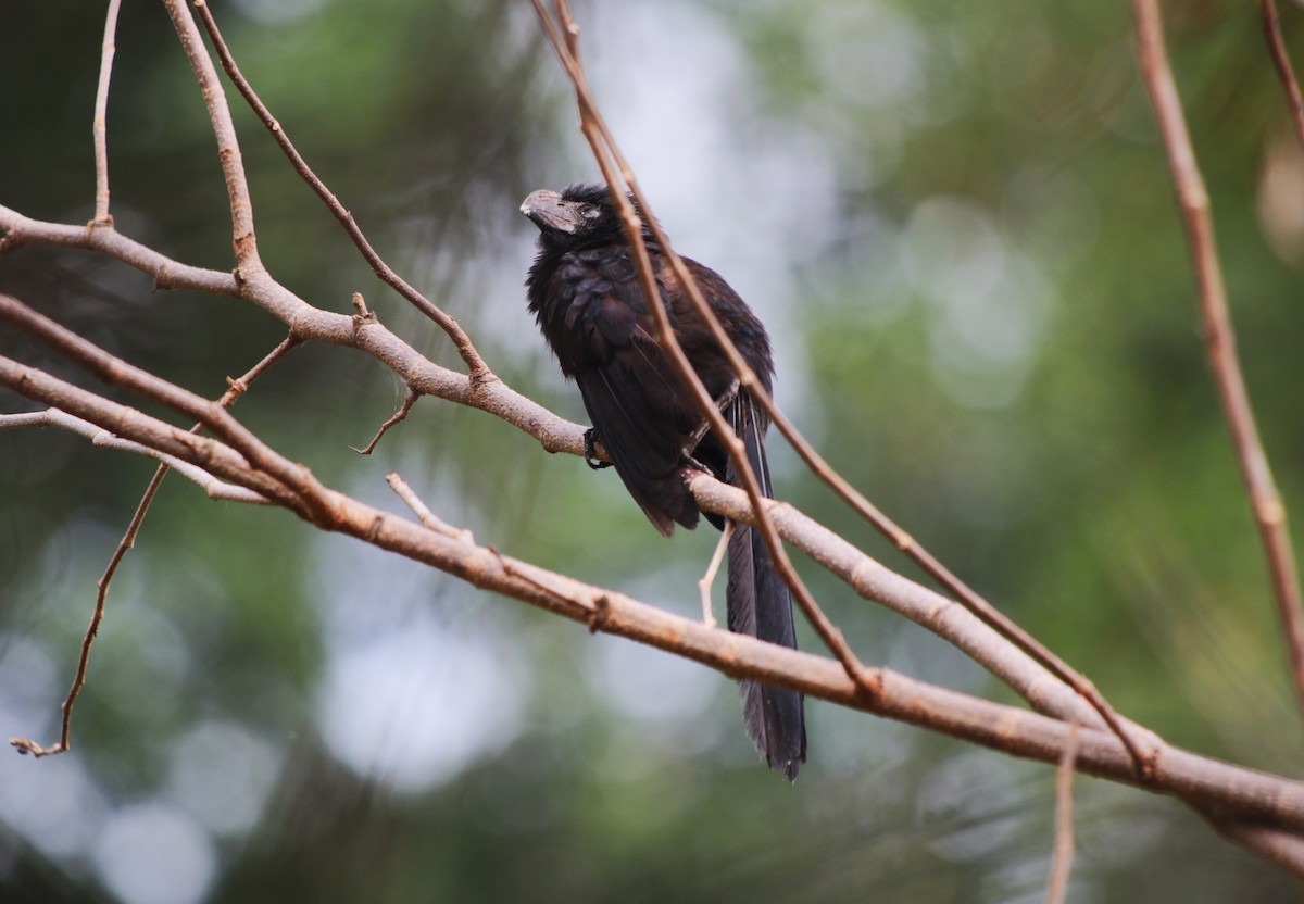 Smooth-billed Ani - ML646134226