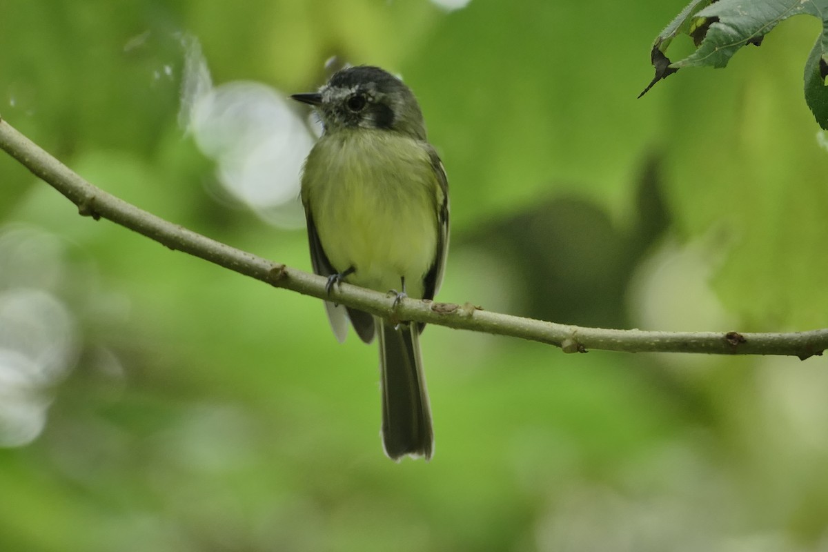Slaty-capped Flycatcher - ML646134227