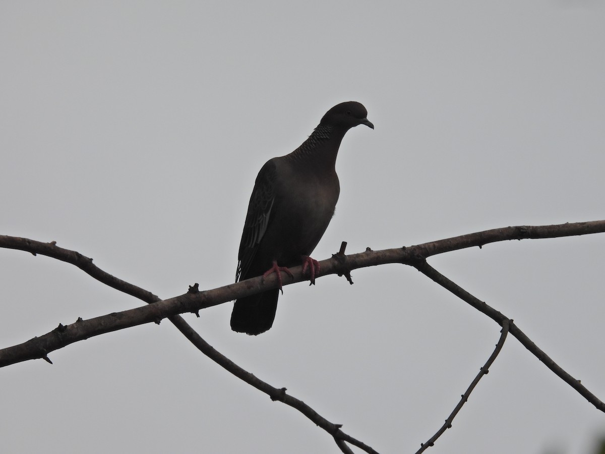 Pikazuro Güvercini - ML646134236