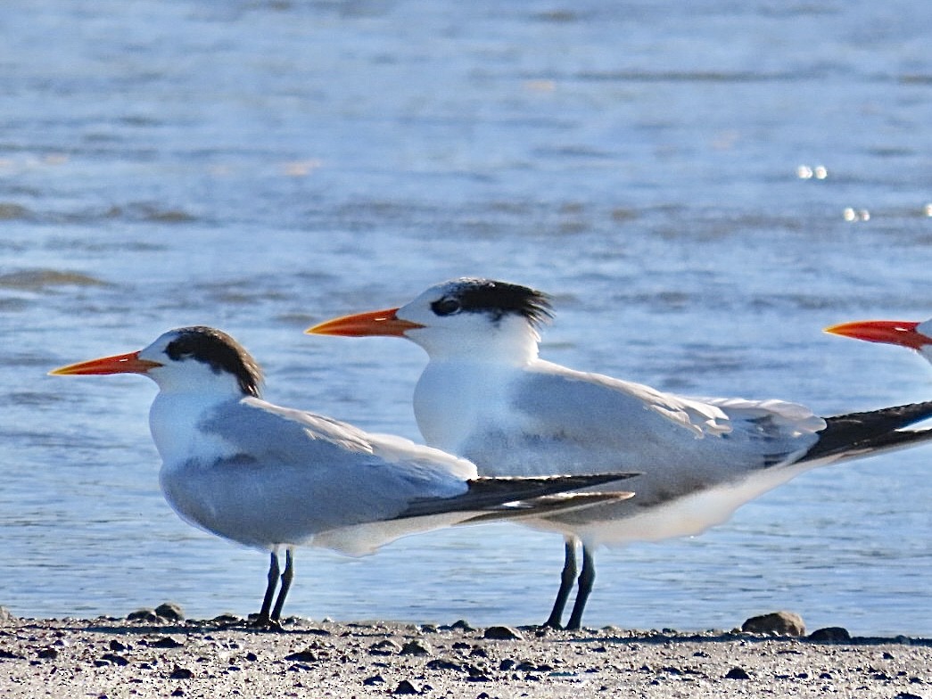 Elegant Tern - ML646134240