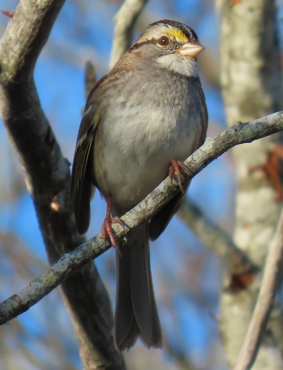 White-throated Sparrow - ML646134252