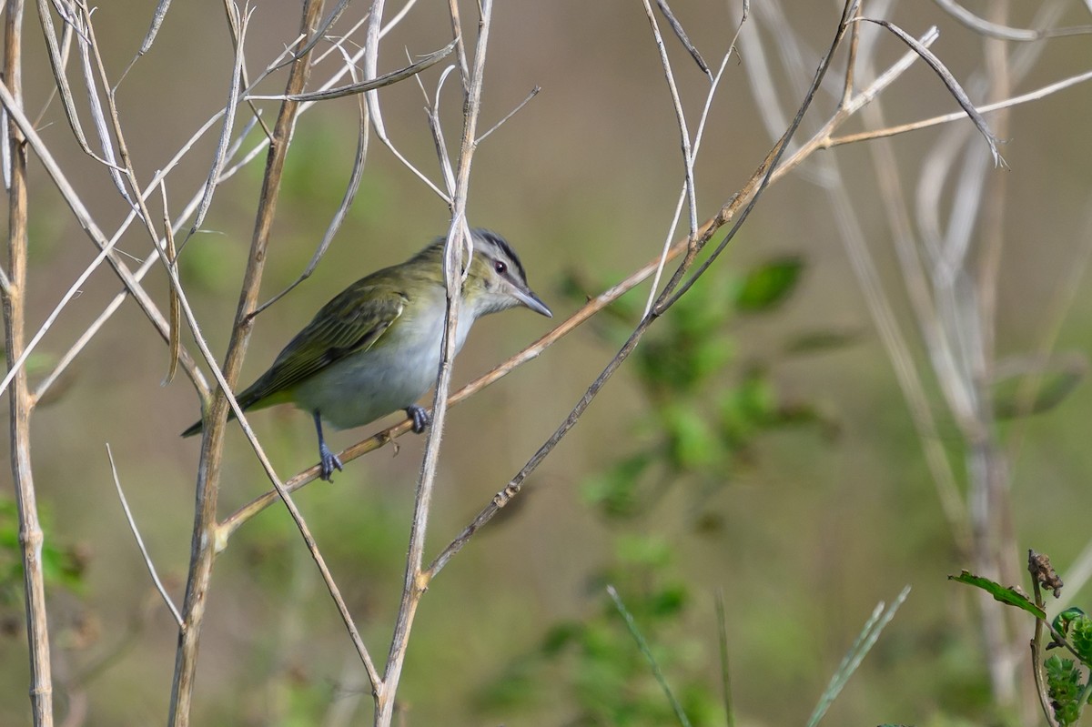 Красноглазый виреон - ML646134255