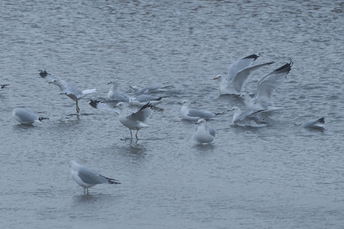 Ring-billed Gull - ML646134256