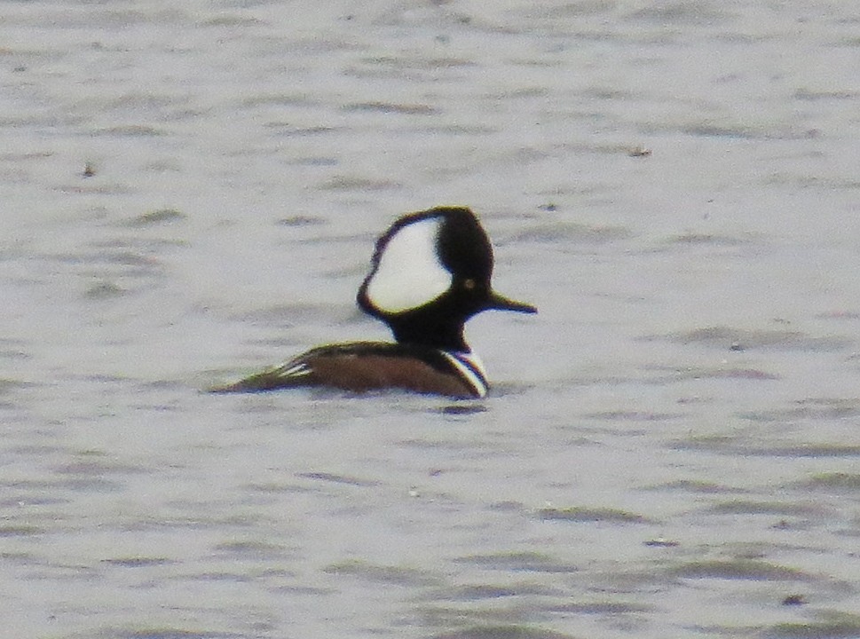 Hooded Merganser - ML646134271