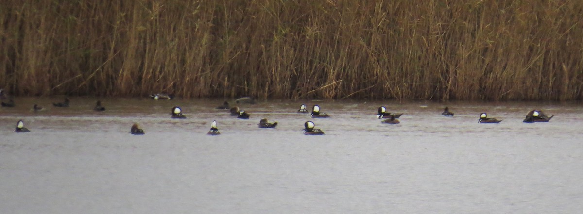 Hooded Merganser - ML646134273