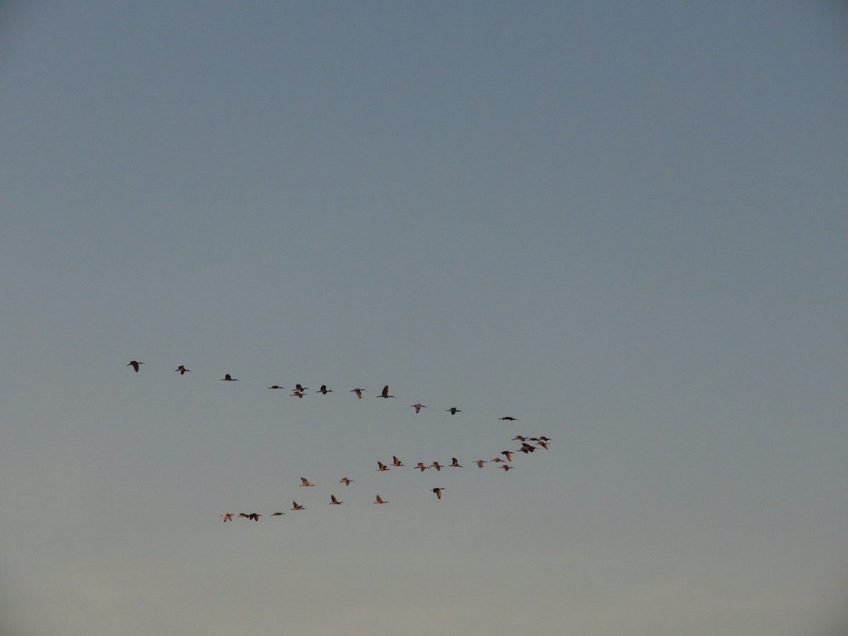 White Ibis - ML646134277