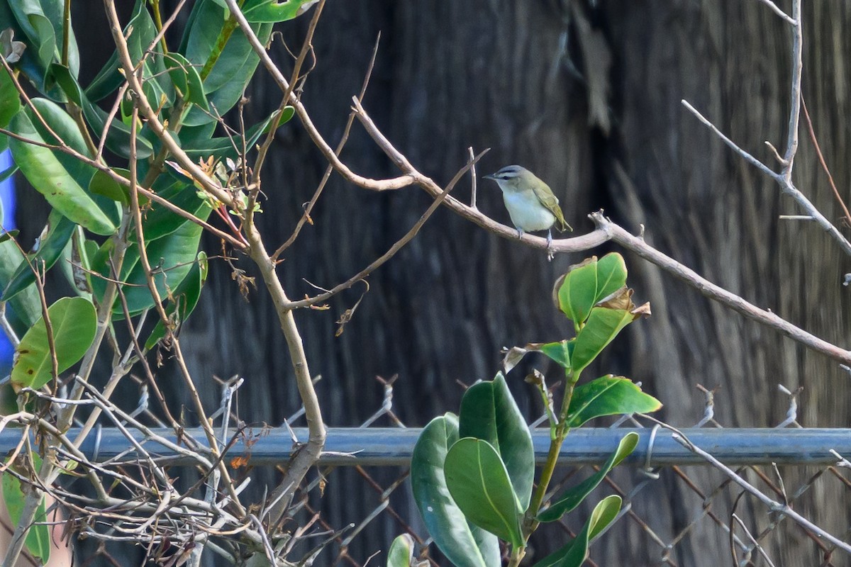 Красноглазый виреон - ML646134280