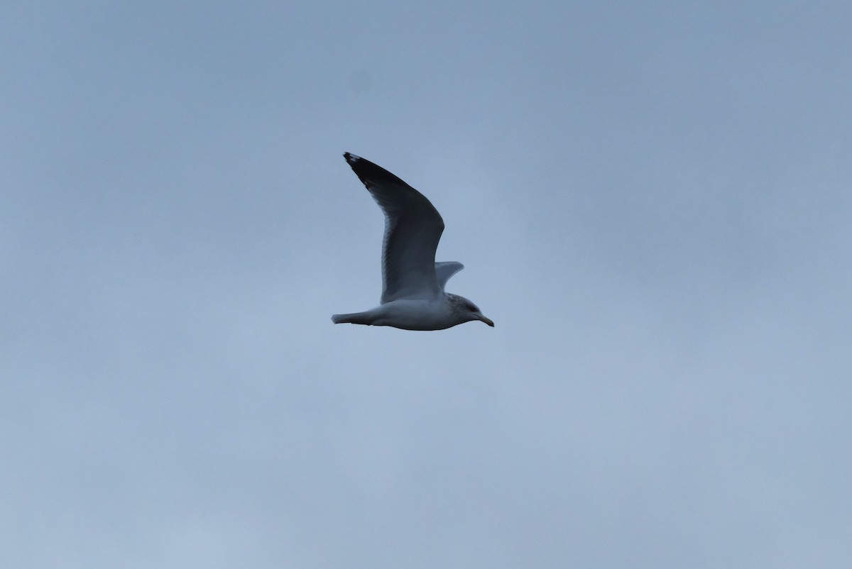 California Gull - ML646134281