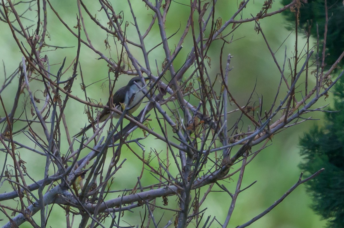 Желтоклювая пиайя - ML646134296