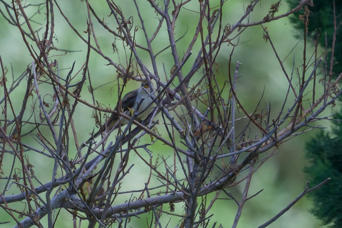 Желтоклювая пиайя - ML646134297