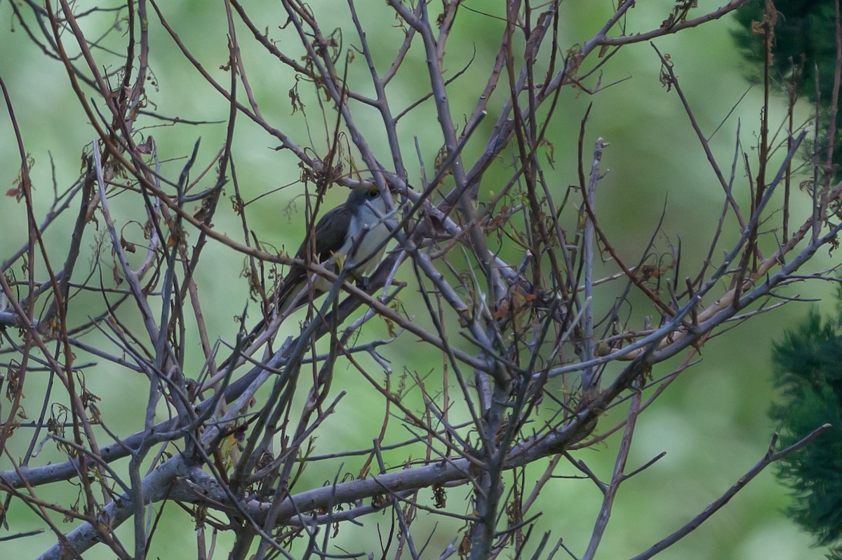 Желтоклювая пиайя - ML646134298