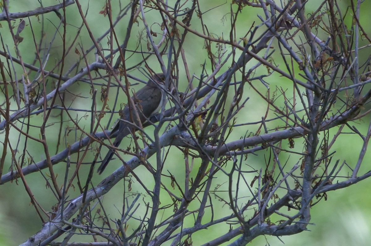 Желтоклювая пиайя - ML646134299