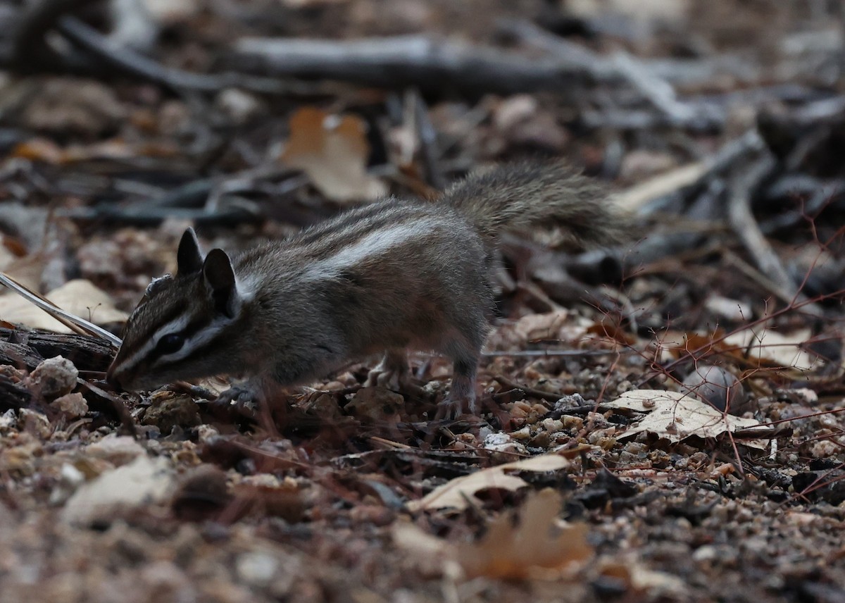 Lodgepole Chipmunk - ML646134308