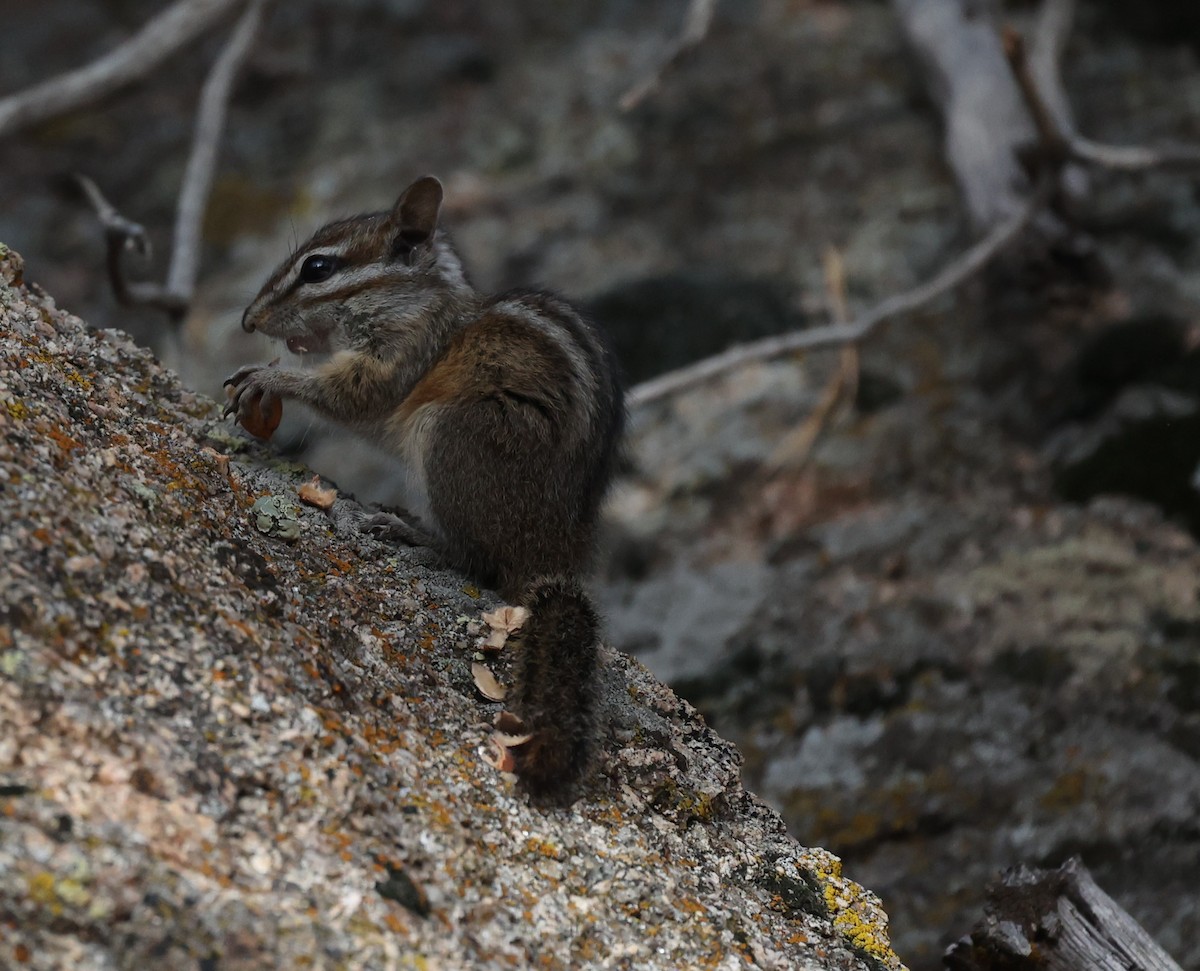 Lodgepole Chipmunk - ML646134309