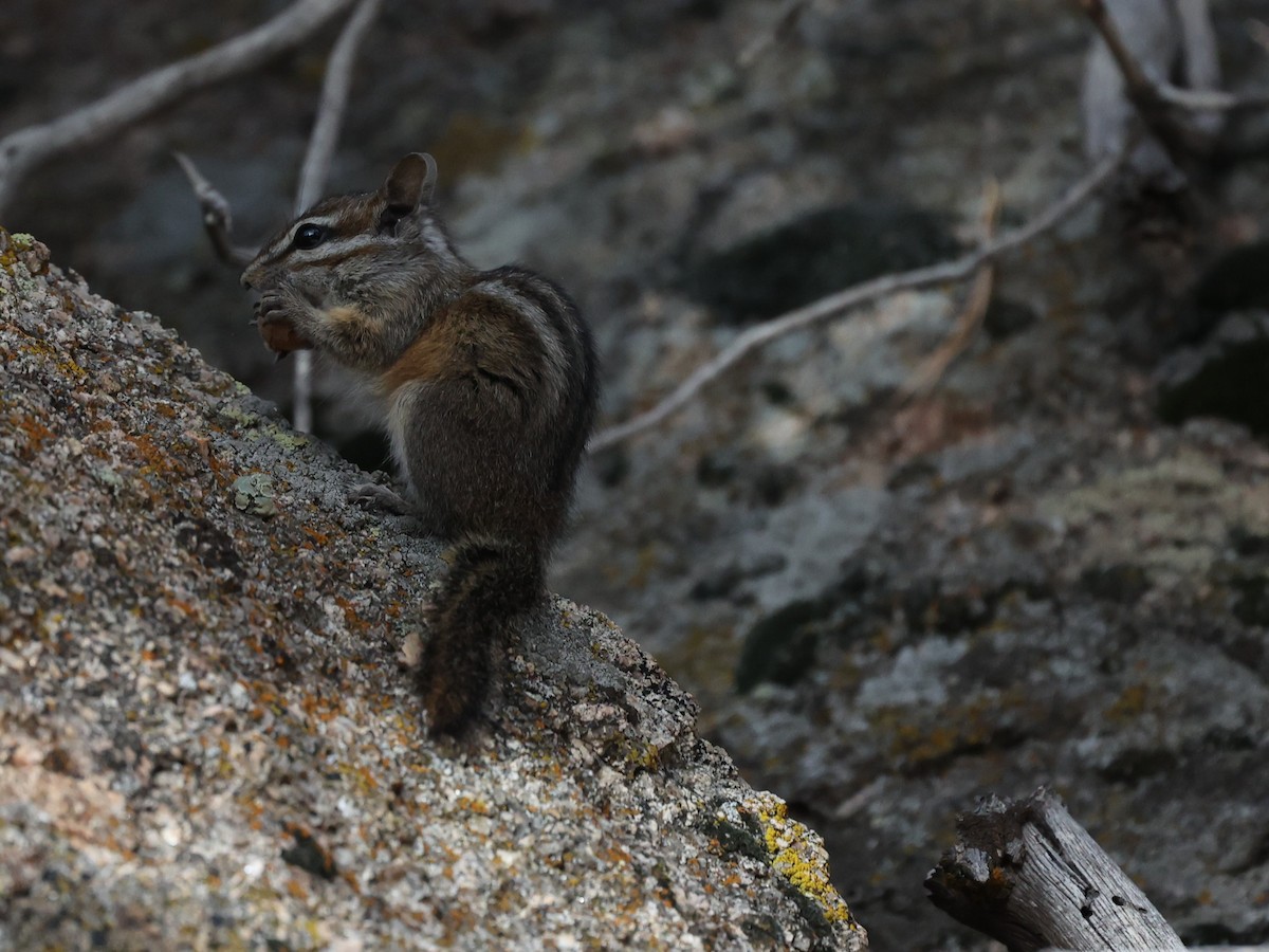 Lodgepole Chipmunk - ML646134310