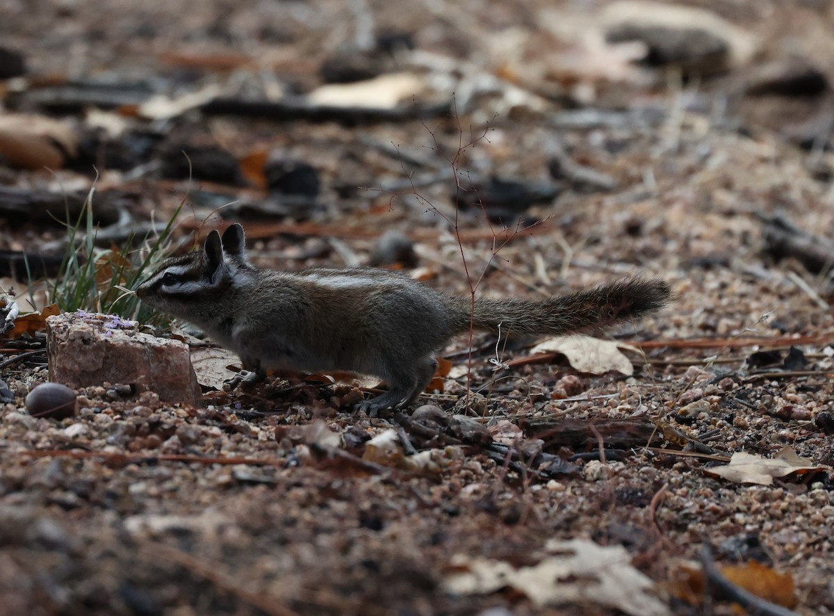 Lodgepole Chipmunk - ML646134311