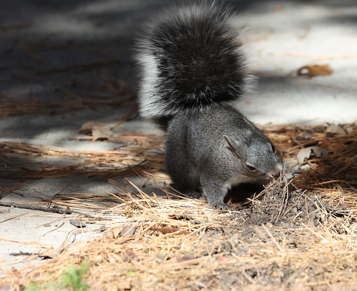 Western Gray Squirrel - ML646134312
